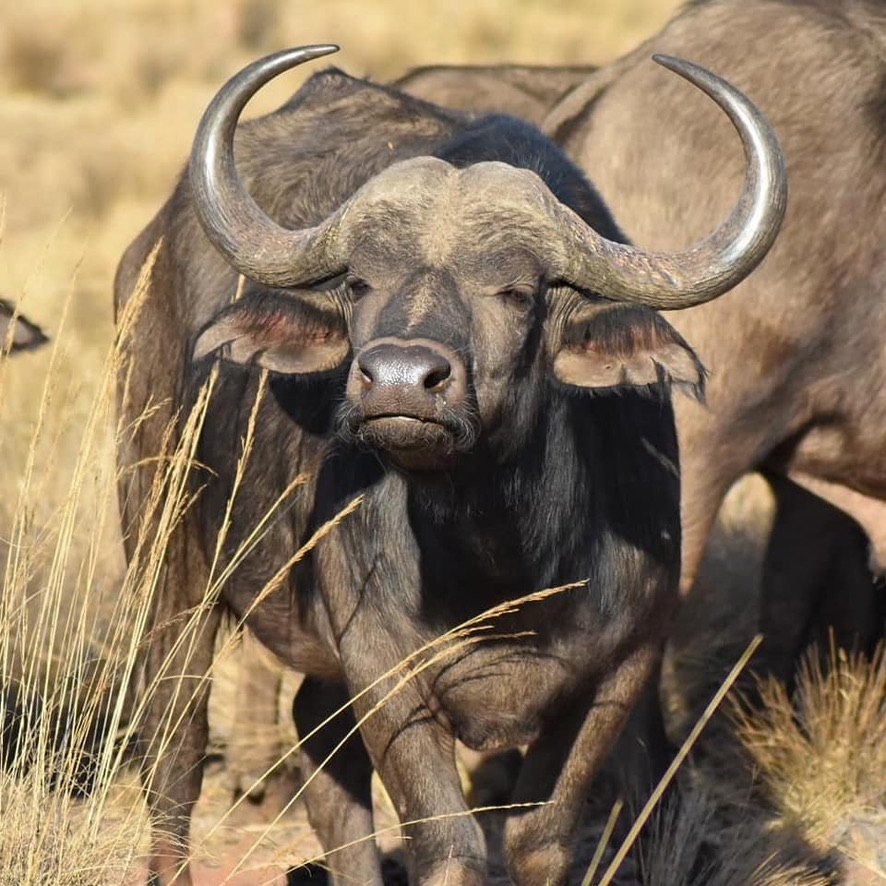Cape buffalo, Tanzania
