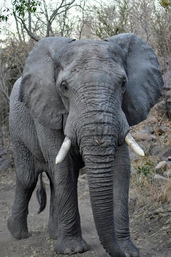 African elephant, Tanzania