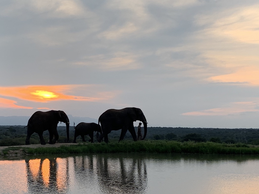 Elephants at sunset, South Africa