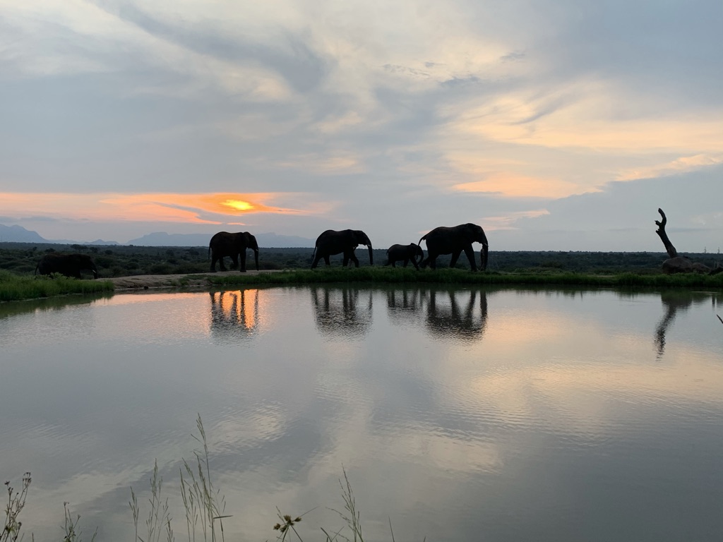 Elephant family at sunset